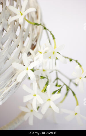 Azores flores de jazmín (Jasminum azoricum) en un hueso china cántaro sobre  fondo blanco Fotografía de stock - Alamy