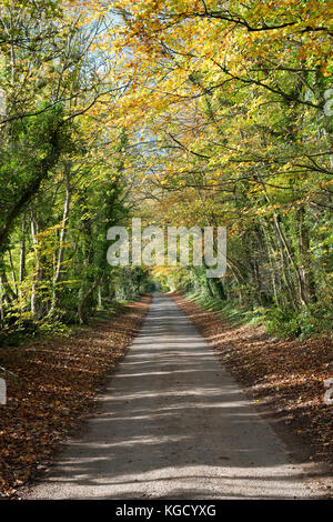 Fagus sylvatica. Avenida de otoño hayedos en Broadwell, Cotswolds, Gloucestershire, Inglaterra