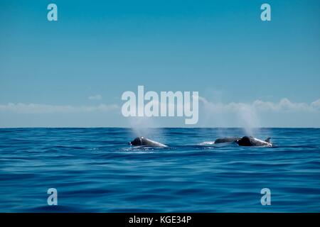 Raro delfín ballenas en las Azores. Foto de stock
