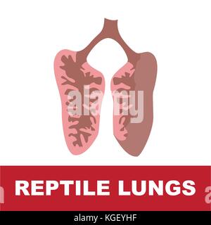 Ilustración vectorial de reptil pulmones aislado en blanco con la descripción sobre fondo rojo. Ilustración del Vector
