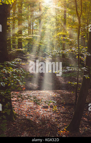 Ruta del bosque con rayos de sol viniendo a través de las hojas de los árboles Foto de stock