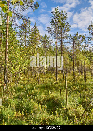 Los pinos en pantano en verano Foto de stock