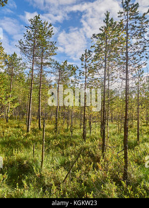 Los pinos en pantano en verano Foto de stock