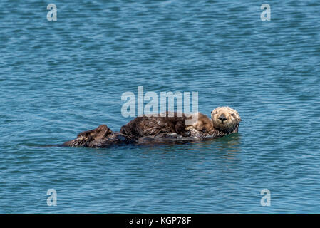 Madre Y Bebe Nutria De Mar En Agua En Morro Bay California Lindo Bebe Nutria Durmiendo En El Pecho De Mama La Pequena Mano Visible Como Se Ve En La Orilla Fotografia