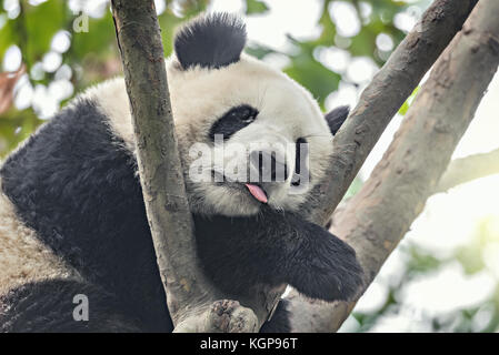 Panda gigante duerme en el árbol "brunch". Foto de stock