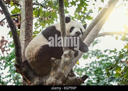 Panda gigante duerme en el árbol. Foto de stock
