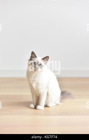 Retrato de sagrado de birmanie gatito, cat. Foto de stock