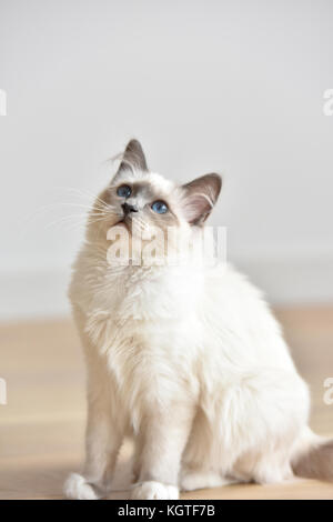 Retrato de sagrado de birmanie gatito, cat. Foto de stock