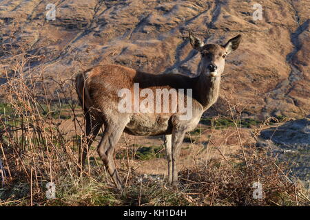 Hembra de ciervo rojo mirando directamente a la cámara, adoptadas en Glen Etive, Escocia.