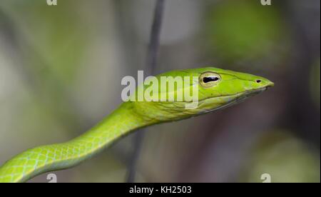 Disparo a la cabeza de una serpiente de vid verde tomada en matorral cerca de una playa Bornean