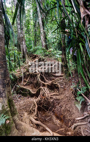 Raíz enorme de Forest Grove Monte Rinjani en Lombok Indonesia Foto de stock