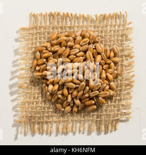Triticum aestivum es el nombre científico de cereal de trigo grano. También  conocido como trigo (español y portugués). vista superior de granos en  tazón de cerámica Fotografía de stock - Alamy