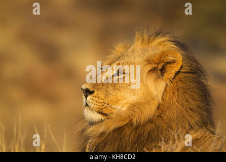 León (Panthera leo), macho, retrato, el desierto de Kalahari, el parque transfronterizo Kgalagadi, Sudáfrica Foto de stock