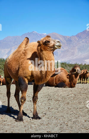 Camellos en Nubra Vally, Ladakh Foto de stock