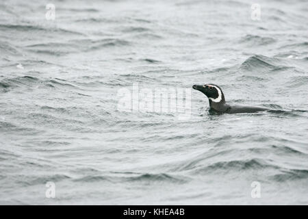 Pingüino de Magallanes Spheniscus magellanicus natación Falkland Islands Foto de stock
