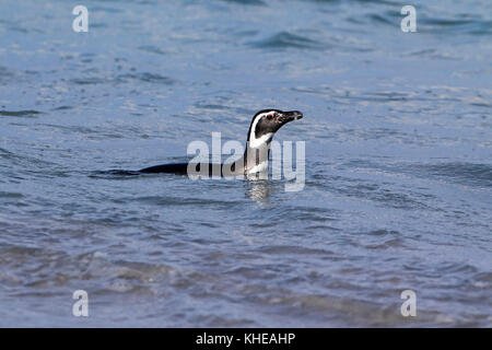 Pingüino de Magallanes Spheniscus magellanicus nadar más sombrío de las Islas Falkland Island de noviembre de 2015 Foto de stock