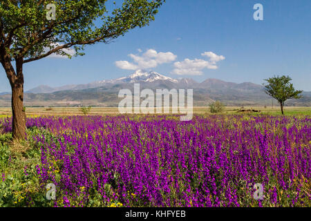 Vista sobre el Monte Erciyes en Kayseri, en la primavera a través de flores silvestres, Turquía Foto de stock