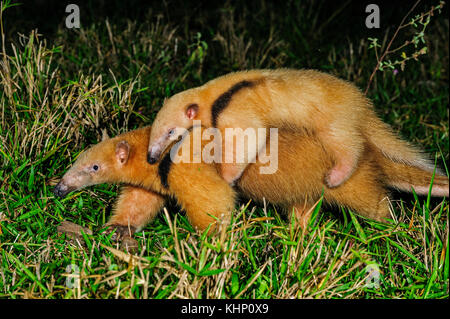 Sur de el oso hormiguero (Tamandua tetradactyla) madre con jóvenes, el Pantanal de Mato Grosso, Mato Grosso, Brasil Sur de el oso hormiguero (Tamandua tetradactyla) madre con jóvenes, el Pantanal de Mato Grosso, Mato Grosso, Brasil
