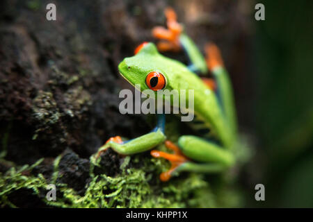 La rana arborícola de ojos rojos, Agalychnis treefrog callidrias curiosa en la selva de Costa Rica, América Central.