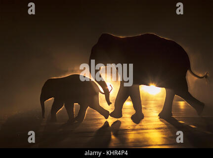 'Elefante Asiático (Elephas maximus) madre y ternero cruzando la carretera por la noche, Bengala Occidental, India'