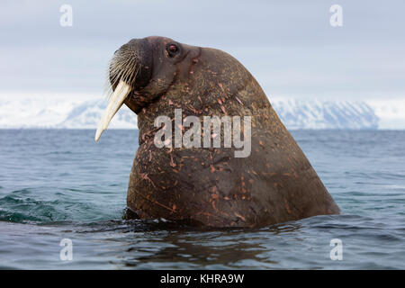 La Morsa, Rosmarus Del Odobenus, Mamífero Marino Flippered Grande, En Agua  Azul, Svalbard, Noruega Retrato Del Detalle Del Animal Imagen de archivo -  Imagen de detalle, paquete: 95608779