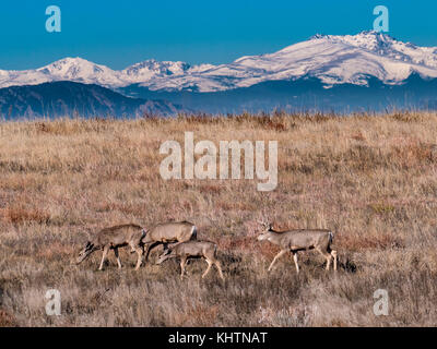 El venado bura, otoño, Rocky Mountain Arsenal National Wildlife Refuge, Commerce City, Colorado. Foto de stock