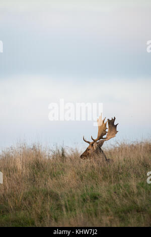 Un ciervo gamo (Dama dama, cervidae) sentados en el césped durante la temporada de celo.