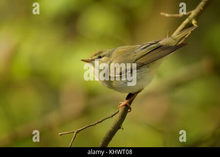 Madera - Phylloscopus sibilatrix reinitas es donde se posan en la rama. Las pequeñas aves del bosque sentado en la rama con fondo verde y azul y con gree Foto de stock