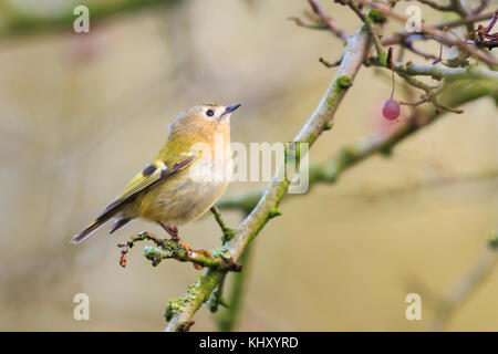 Goldcrest bird (regulus regulus) forrajeando a través de las ramas de los Árboles y arbusto Foto de stock