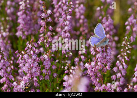 Mariposa Azul común (Polyommatus icarus) macho adulto alimentándose de brezo (Calluna vulgaris) flores. Powys, Gales. De agosto.