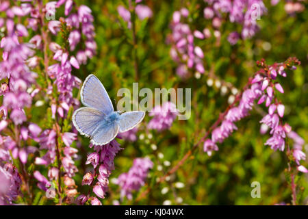 Mariposa Azul común (Polyommatus icarus) macho adulto alimentándose de brezo (Calluna vulgaris) flores. Powys, Gales. De agosto.
