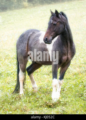 Negro / freesian arábiga pony mix en la pastura Foto de stock