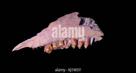 Los huesos de un caballo primitivo que datan de 10.000 años. Foto de stock