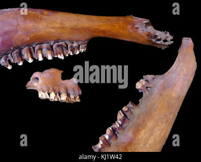 Los huesos de un caballo primitivo que datan de 10.000 años. Foto de stock
