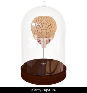 Cerebro humano en una jarra. 3D Render Foto de stock