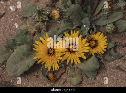 Falso, Reichardia tingitana sowthistle en flor, Marruecos. Foto de stock