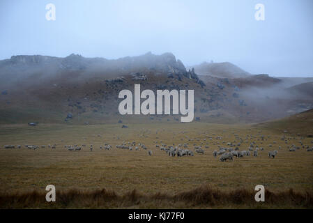 Una mañana brumosa saluda a las ovejas pastando en la Colina del Castillo, Isla del Sur, Nueva Zelanda