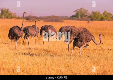 El avestruz (Struthio camelus), grupo de mujeres forrajeando Foto de stock
