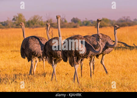 El avestruz (Struthio camelus), grupo de mujeres muy atenta Foto de stock