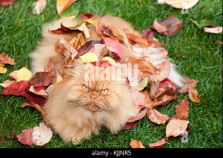 Gato persa naranja con hojas en otoño