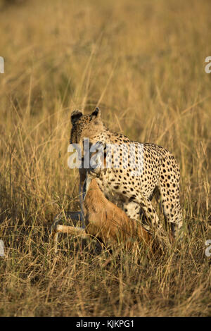 Parque Nacional del Serengeti. El guepardo (Acinonyx jubatus ) banquetear en matar. La República Unida de Tanzanía. Foto de stock