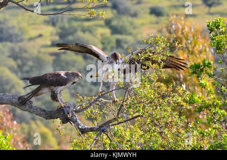 Vista de águila perdicera salvaje Hermoso par de rama de árbol en la luz del sol Foto de stock