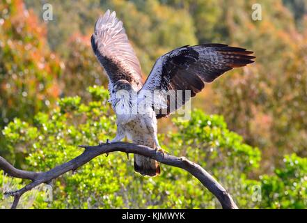 Hermosa vista de águila perdicera con alas difundida sobre la rama de un árbol.bokeh Foto de stock