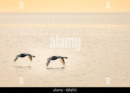 Trompetista dos cisnes en vuelo a baja altura sobre el Humber Bay en el lago Ontario Foto de stock