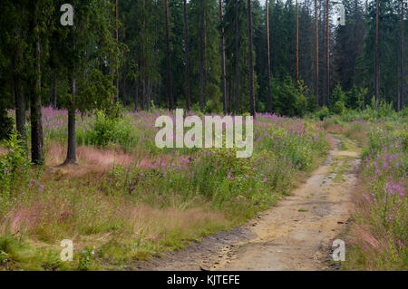 Un camino forestal a través de la taiga en la provincia rusa de Karelia en verano Foto de stock