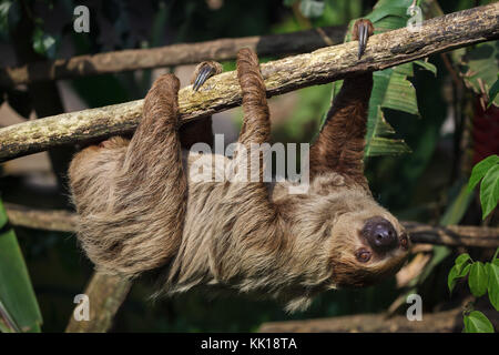 Linneo dos dedos cada sloth (Choloepus didactylus), también conocido como el sur de dos vetado la pereza.