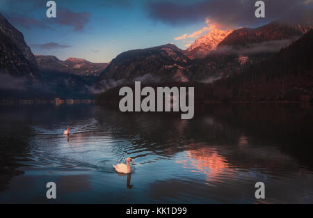 Cisnes nadando en hallstatt lago al amanecer. Foto de stock