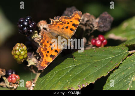 Coma (Polygonia c-album) butterfly descansando sobre moras Foto de stock