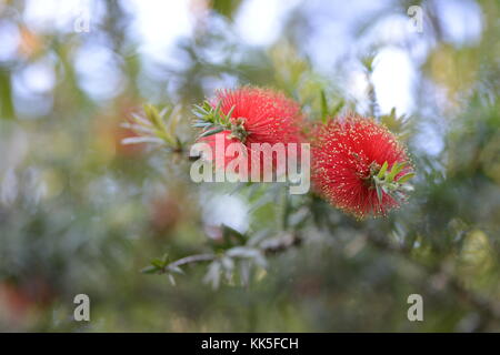 Las flores caídas wallaman bottlebrush, área de camping, parque nacional girringun, Queensland, Australia Foto de stock