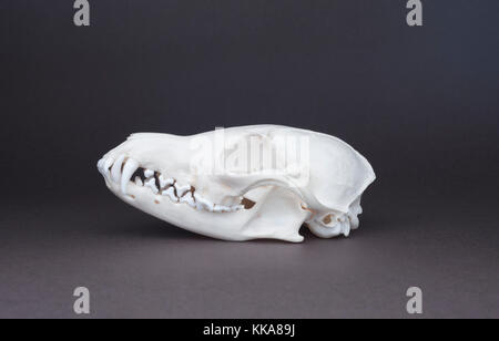 Cráneo del Zorro Rojo (Vulpes vulpes), el cráneo,canino, incisivo y carnassial molares
